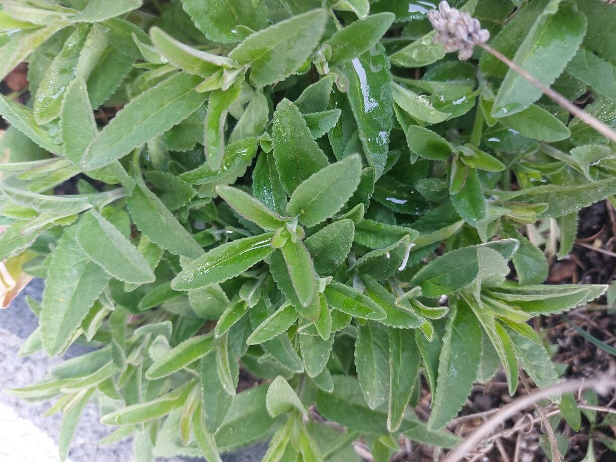 Veronica spicata (veronica, speedwell)