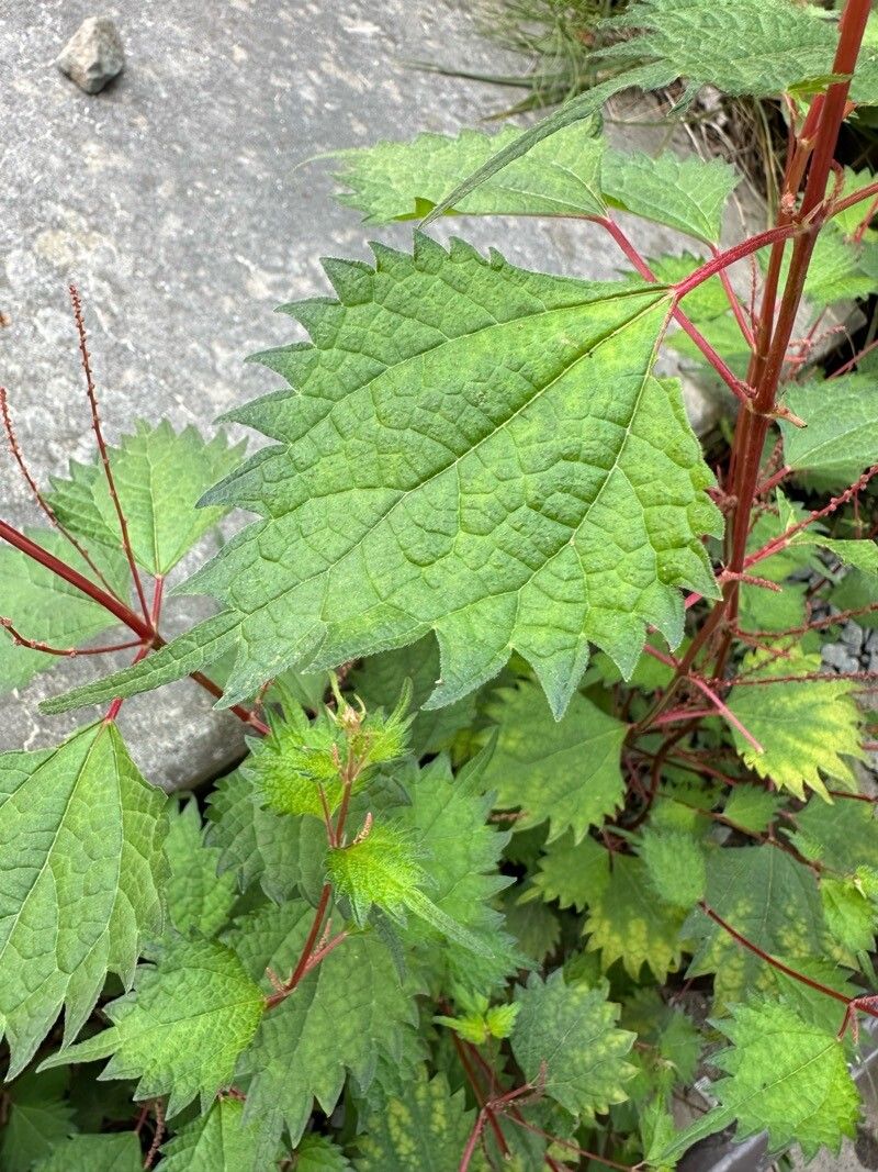 Boehmeria platanifolia
