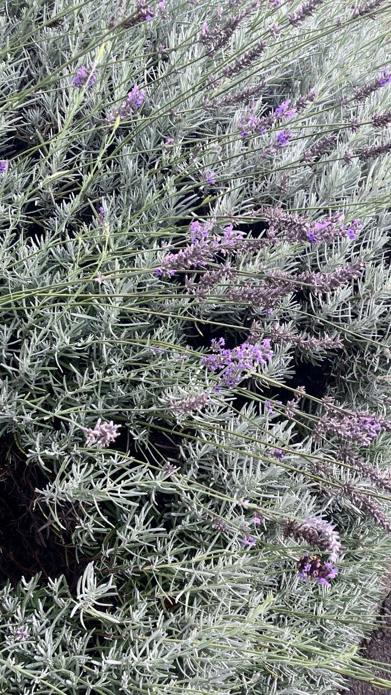 Lavandula × intermedia (Lavandin) (alternate view 10)