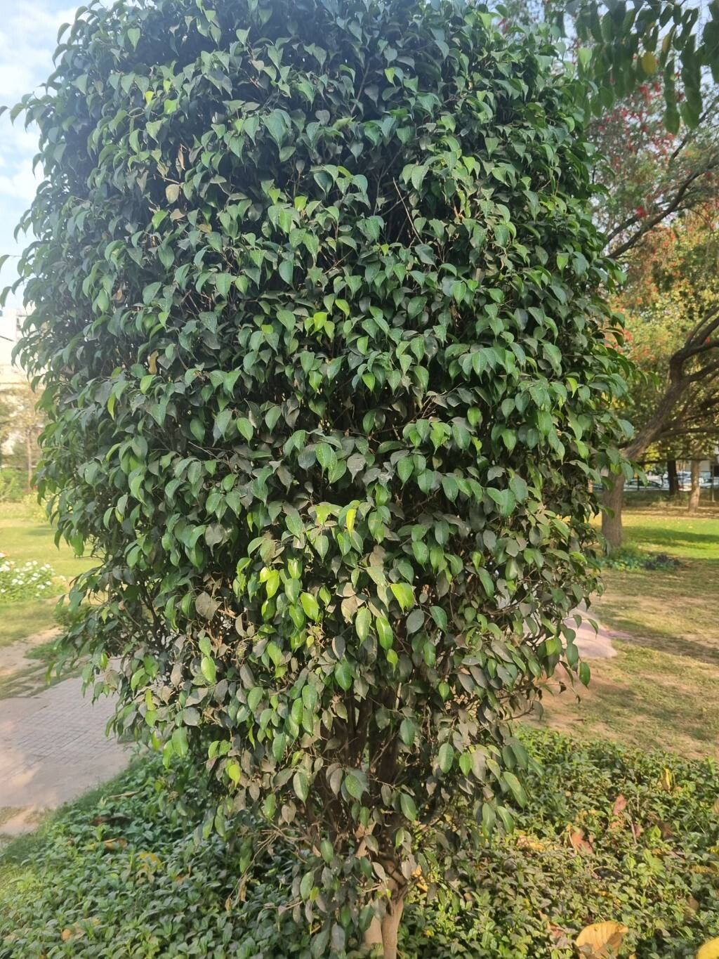 Ficus benjamina (Ficus Benjamina) (alternate view 2)