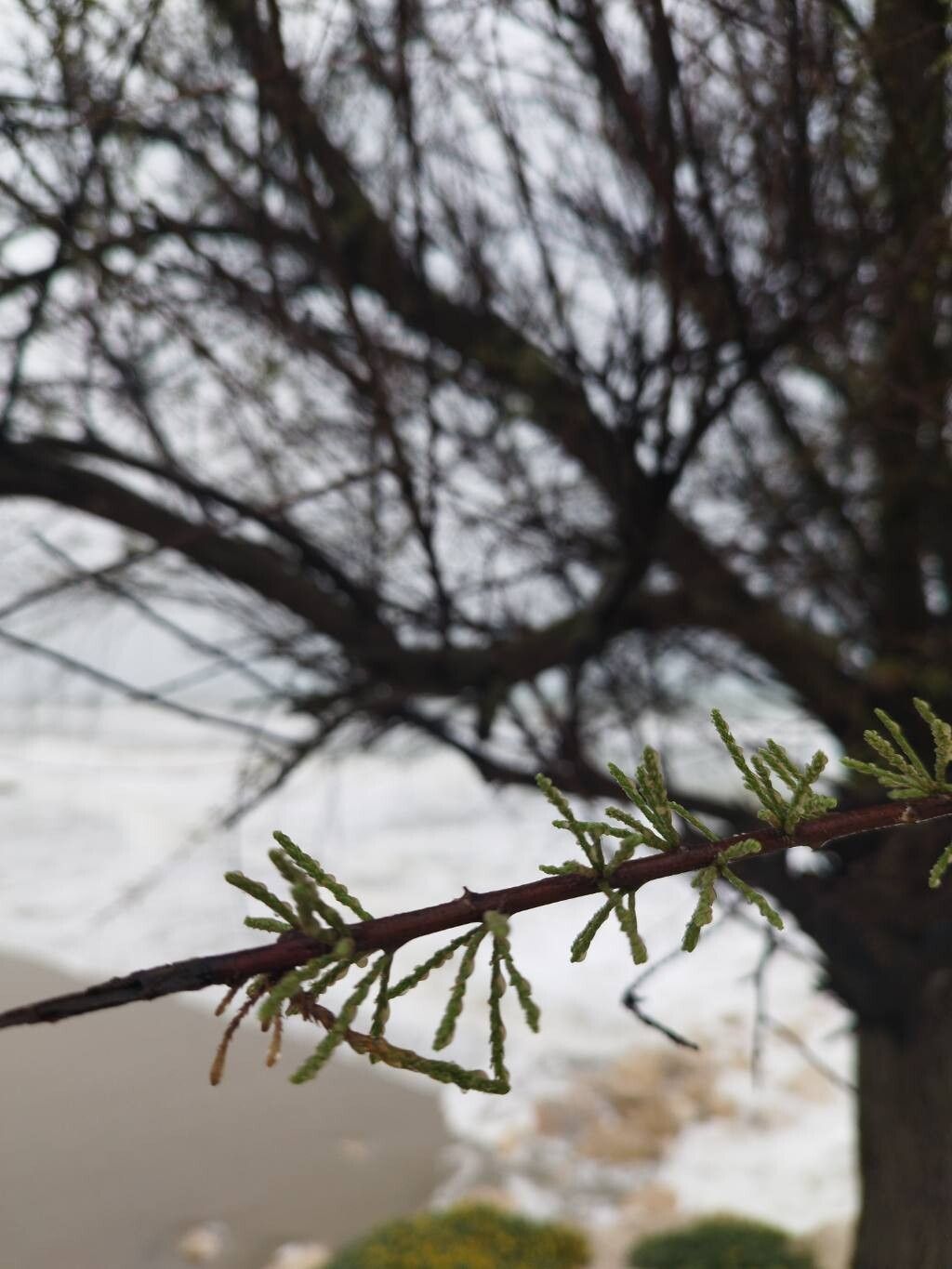 Tamarix gallica (French tamarisk) (alternate view 13)