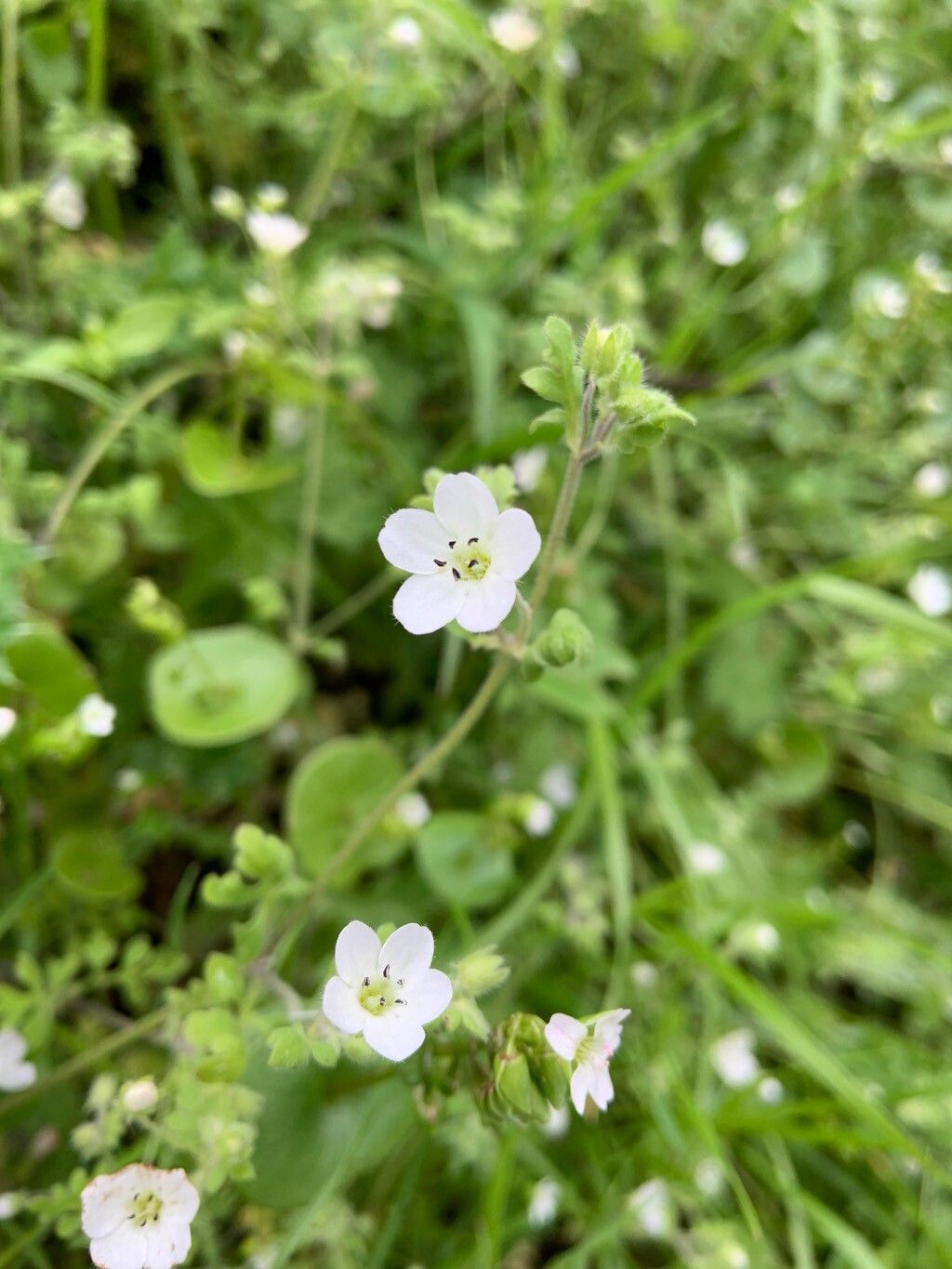 Eucrypta chrysanthemifolia (common eucrypta)