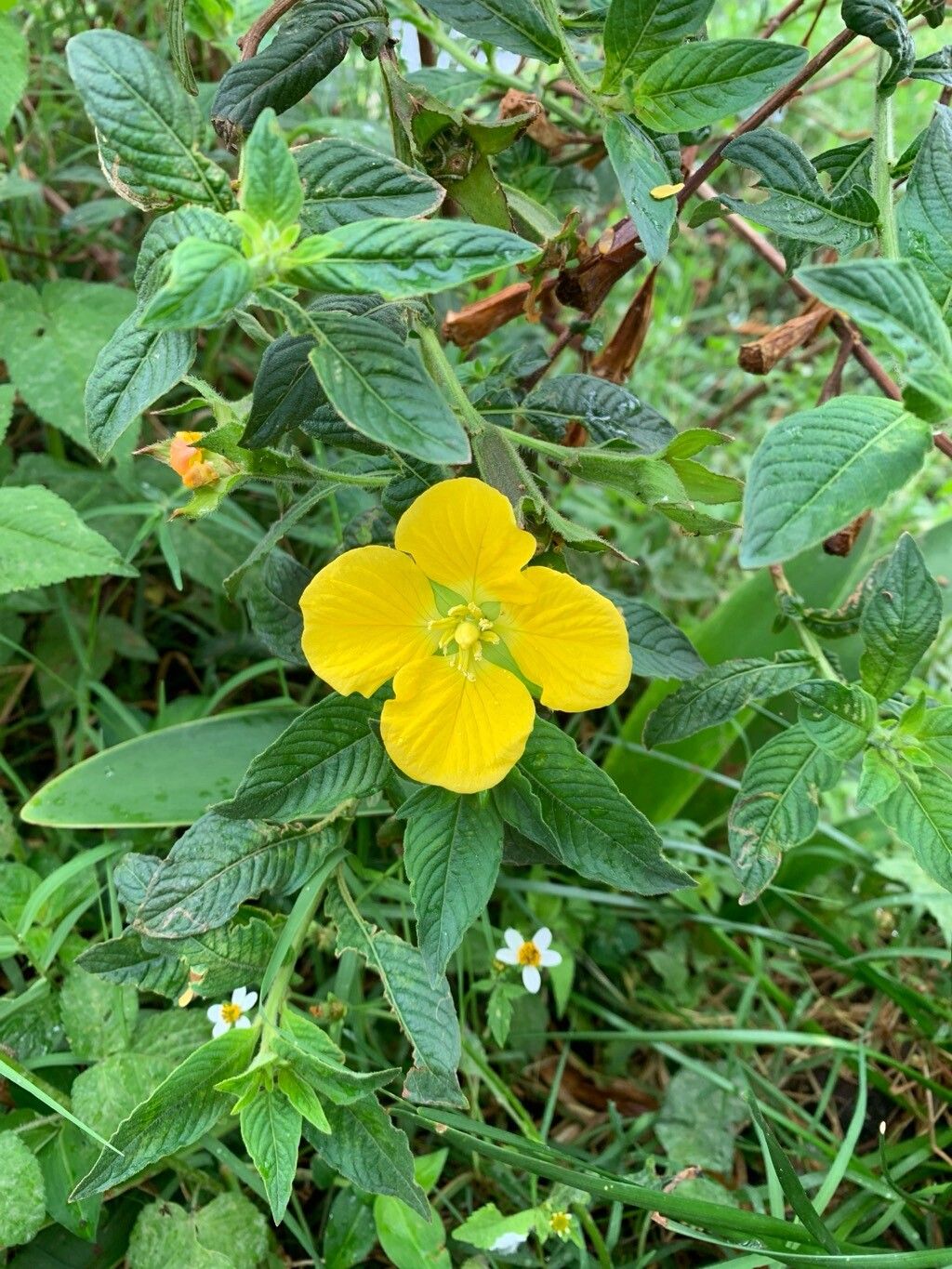 Ludwigia peruviana (Peruvian primrose-willow) (alternate view 2)