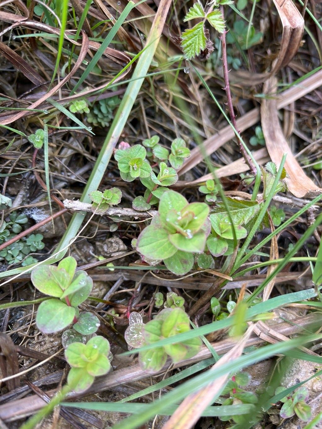 Hypericum elodes (Marsh St John's-wort) (alternate view 14)