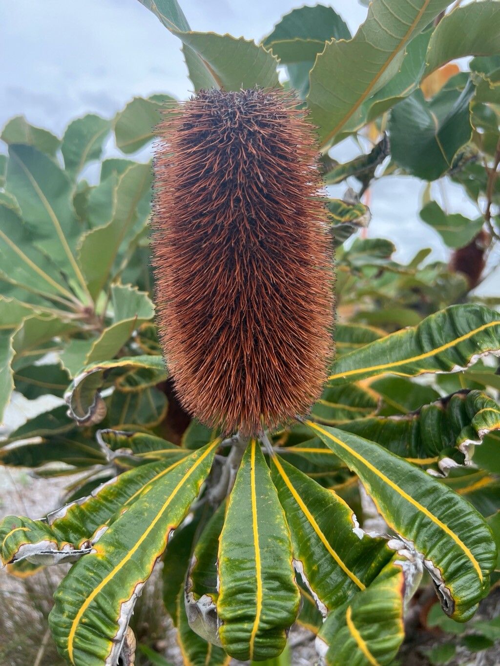 Banksia robur (Swamp Banksia) (alternate view 14)