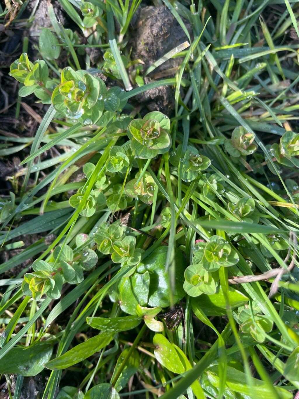 Hypericum elodes (Marsh St John's-wort) (alternate view 15)