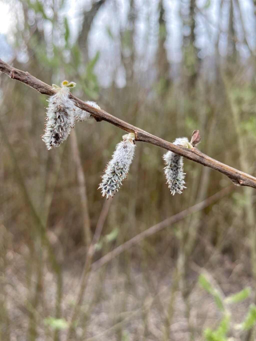 Salix cinerea (Grey Willow) (alternate view 11)