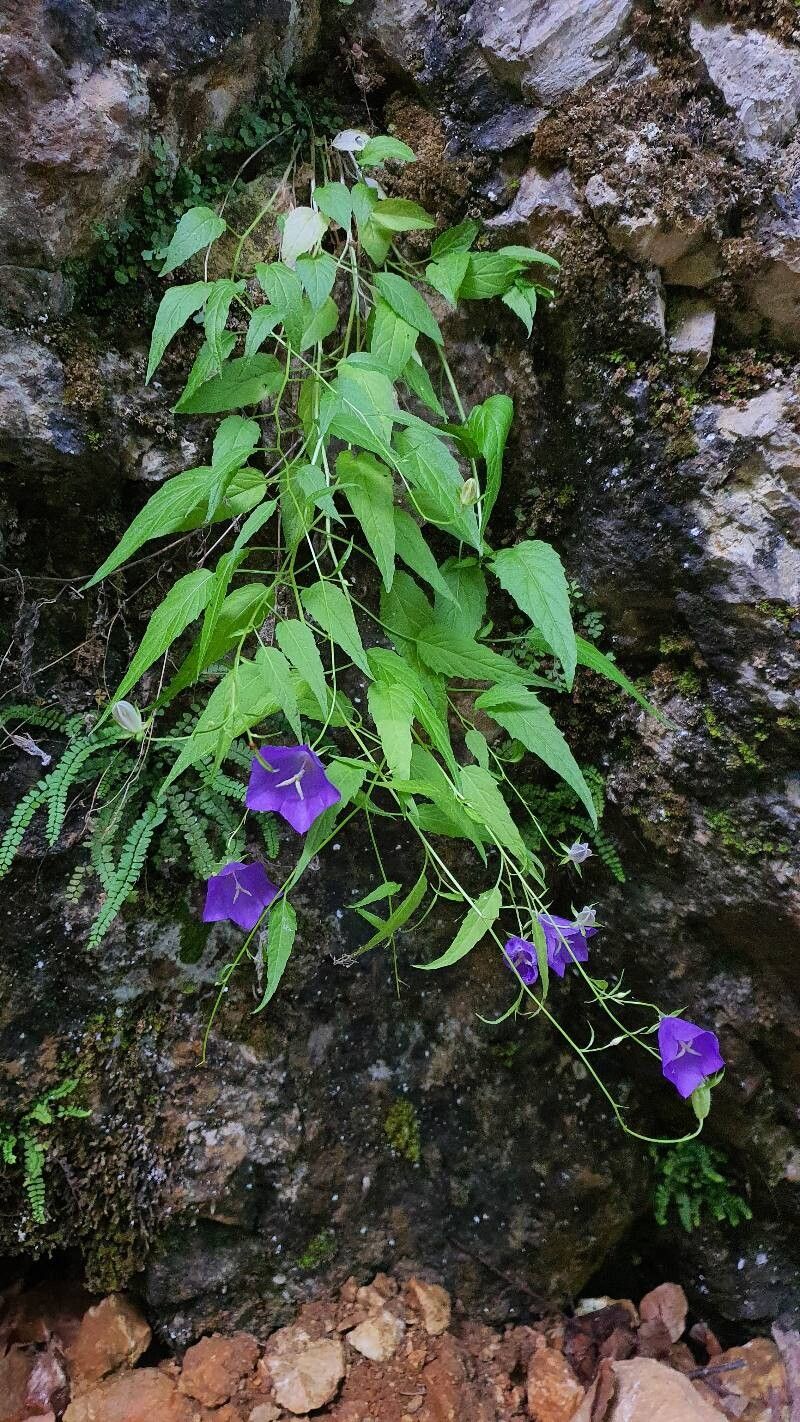 Campanula carpatica (bellflower) (alternate view 14)
