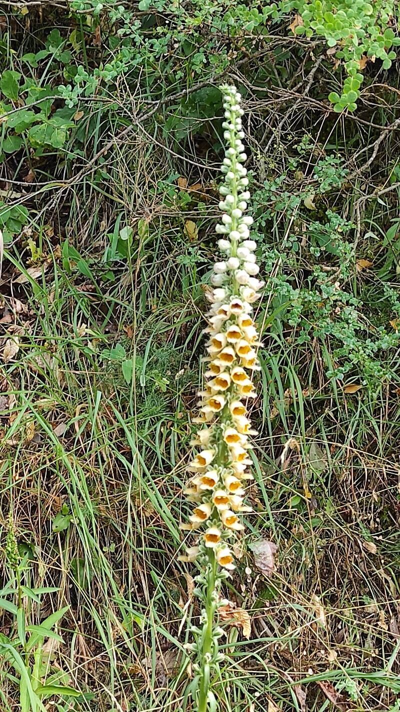 Digitalis ferruginea (Rusty Foxglove) (alternate view 14)