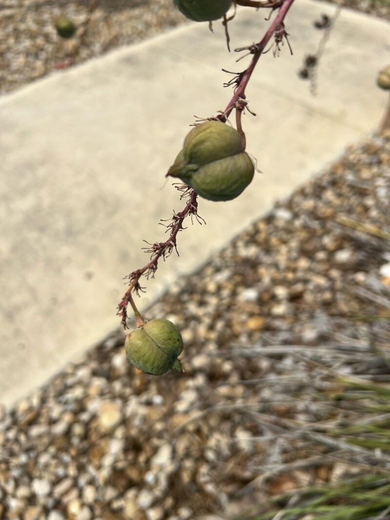 Hesperaloe parviflora (Red Yucca) (alternate view 9)