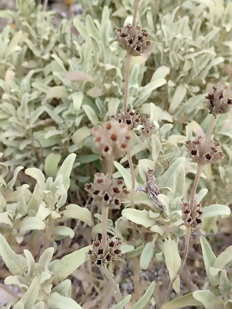Phlomis italica (alternate view 3)