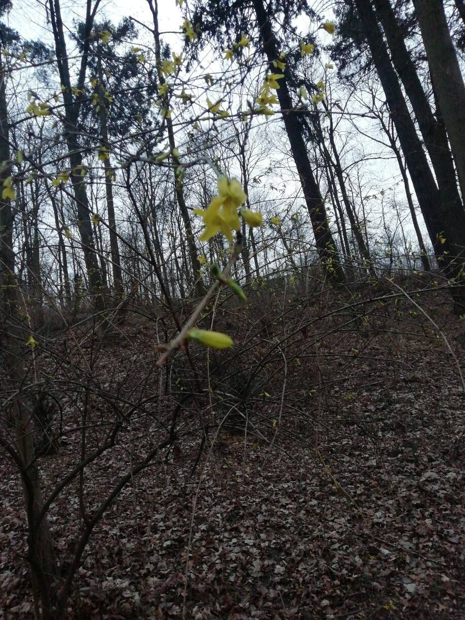 Forsythia suspensa (Golden-bell) (alternate view 14)