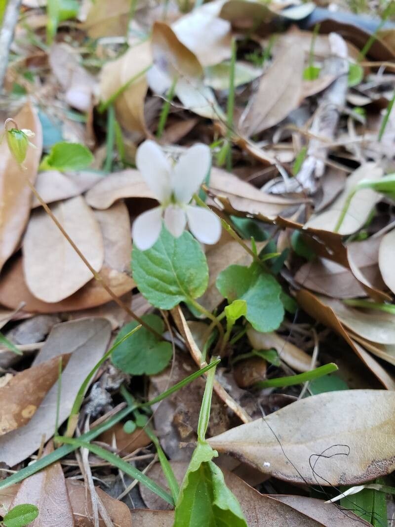 Viola blanda (sweet white violet) (alternate view 11)