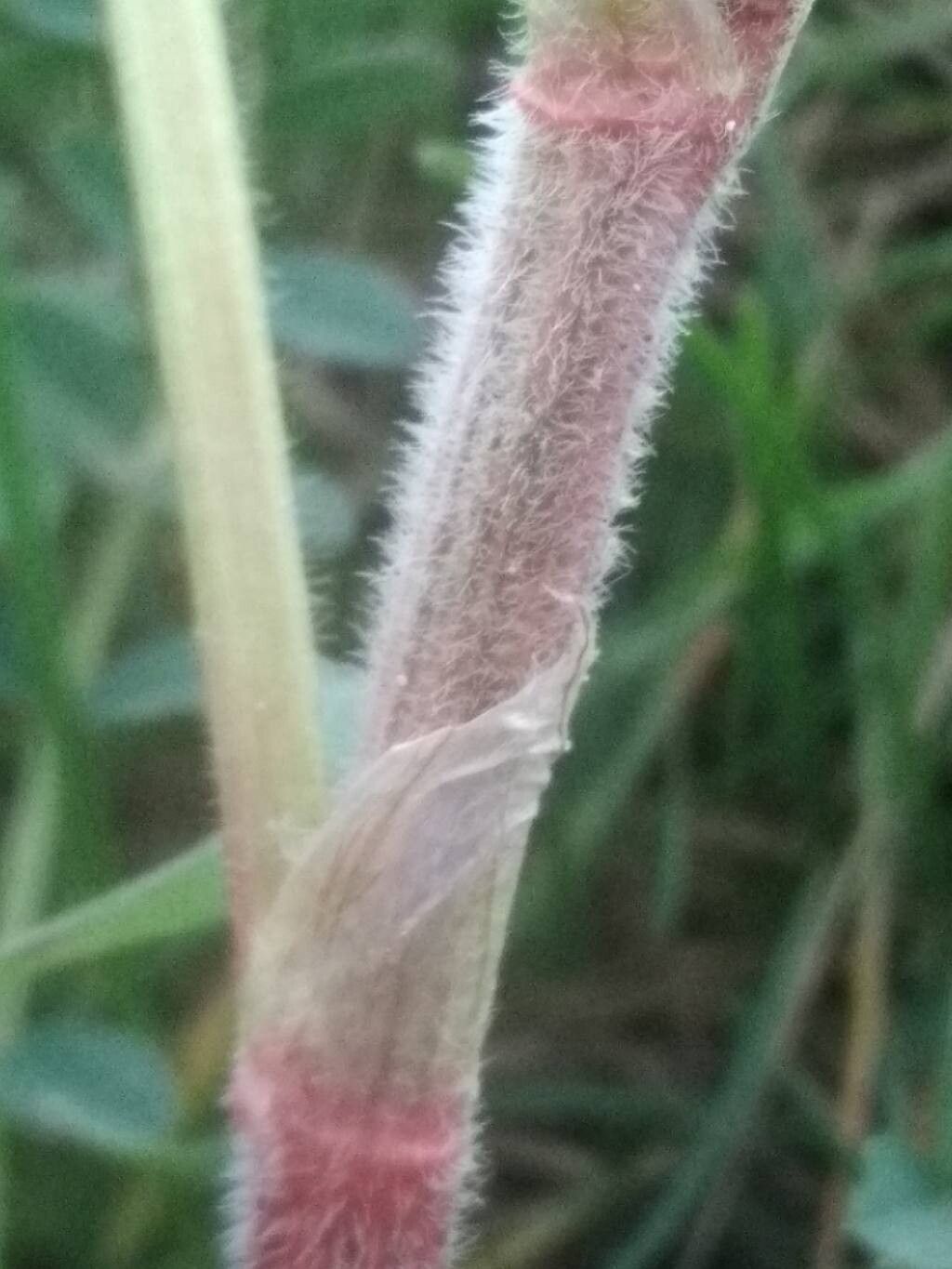Onobrychis viciifolia (Sainfoin) (alternate view 12)