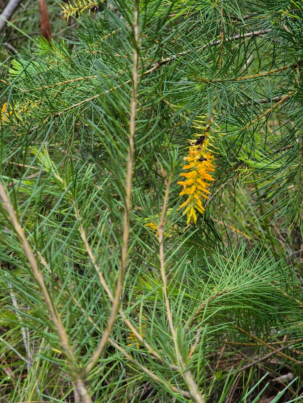 Persoonia pinifolia (Pine-leaf Geebung) (alternate view 13)