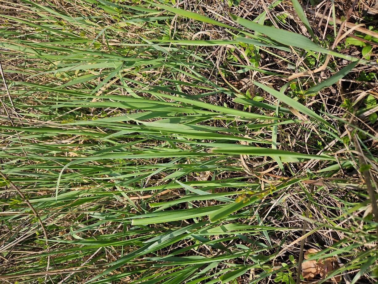 Elymus repens (quackgrass) (alternate view 4)