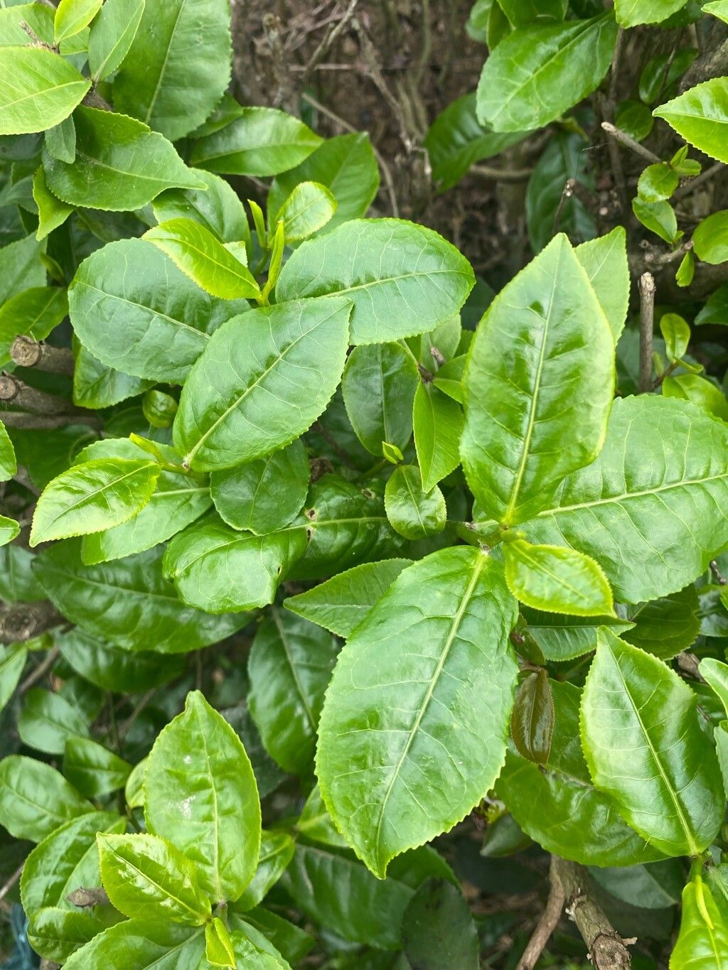 Camellia sinensis (Tea Plant) (alternate view 12)