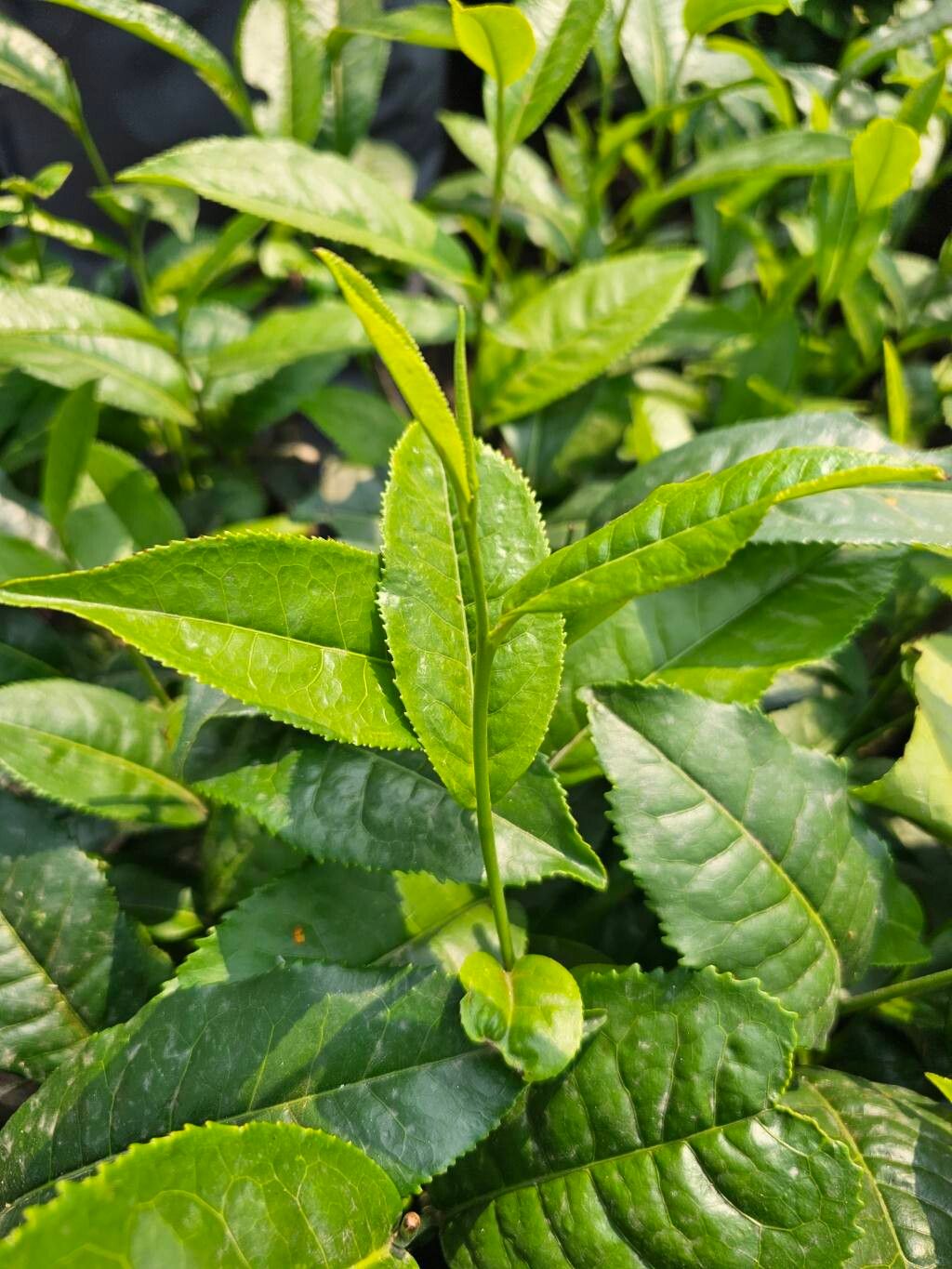 Camellia sinensis (Tea Plant) (alternate view 10)