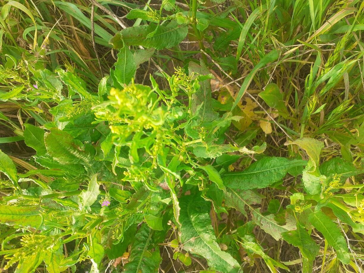 Rumex conglomeratus (Clustered Dock) (alternate view 15)
