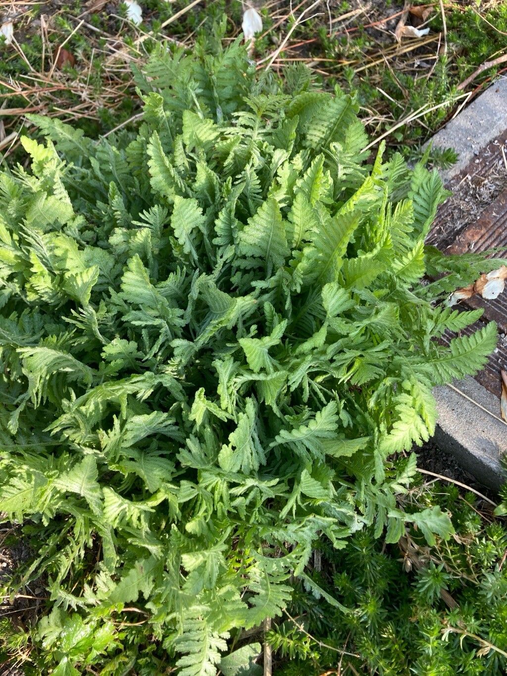 Achillea filipendulina (Fern-leaf Yarrow) (alternate view 13)