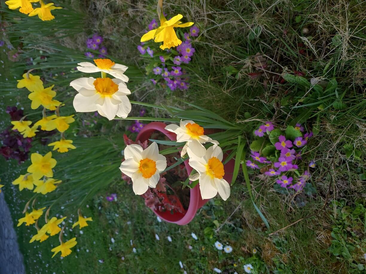 Narcissus × medioluteus (Primrose-peerless) (alternate view 3)