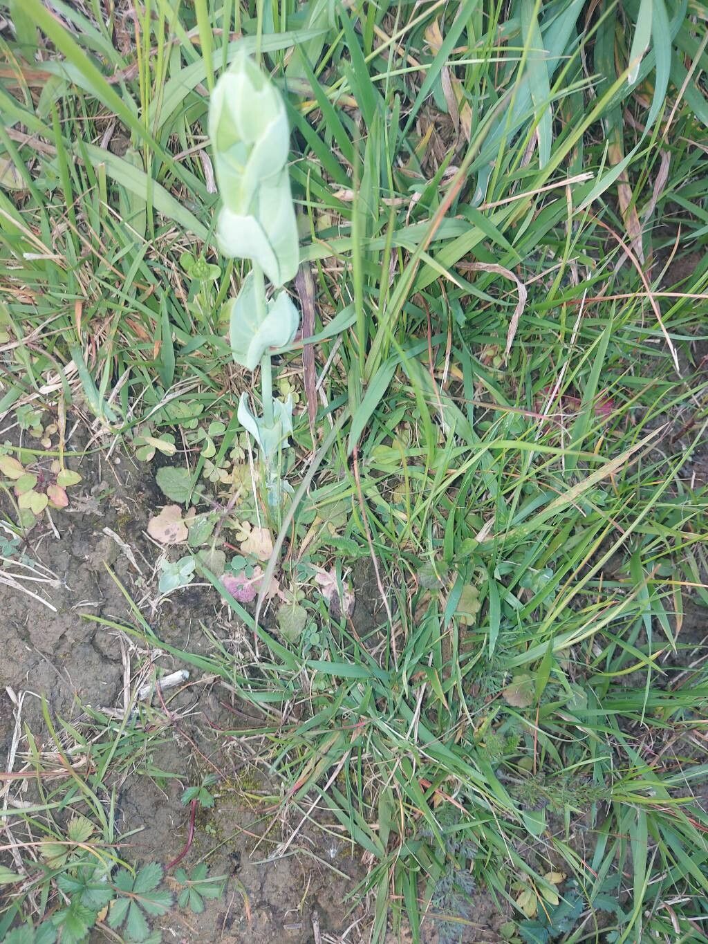 Blackstonia perfoliata (Yellow-wort) (alternate view 14)