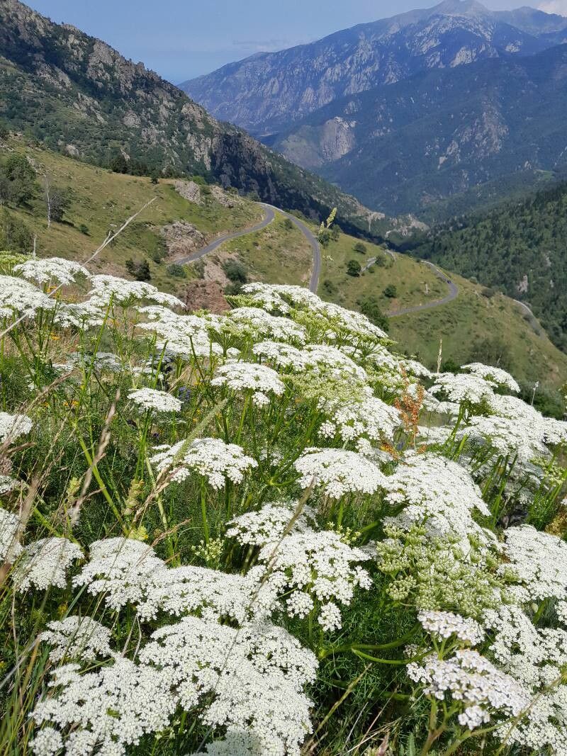 Ligusticum lucidum (alternate view 4)