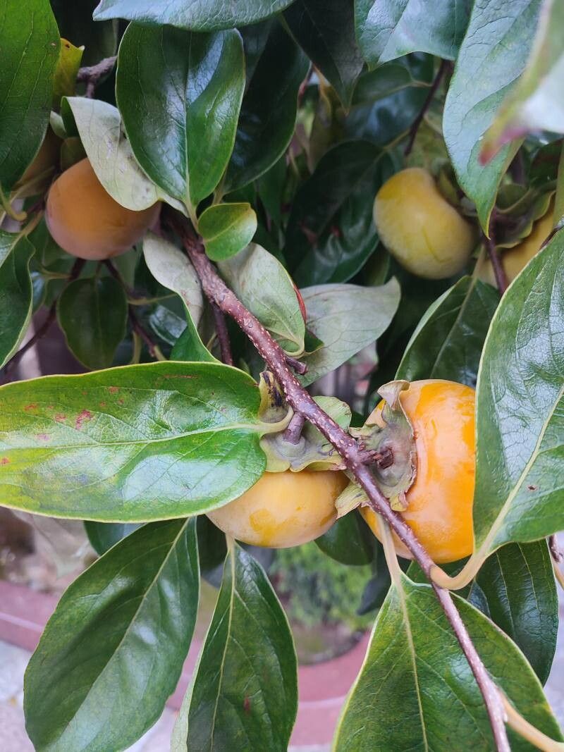 Diospyros kaki (Japanese Persimmon) (alternate view 11)