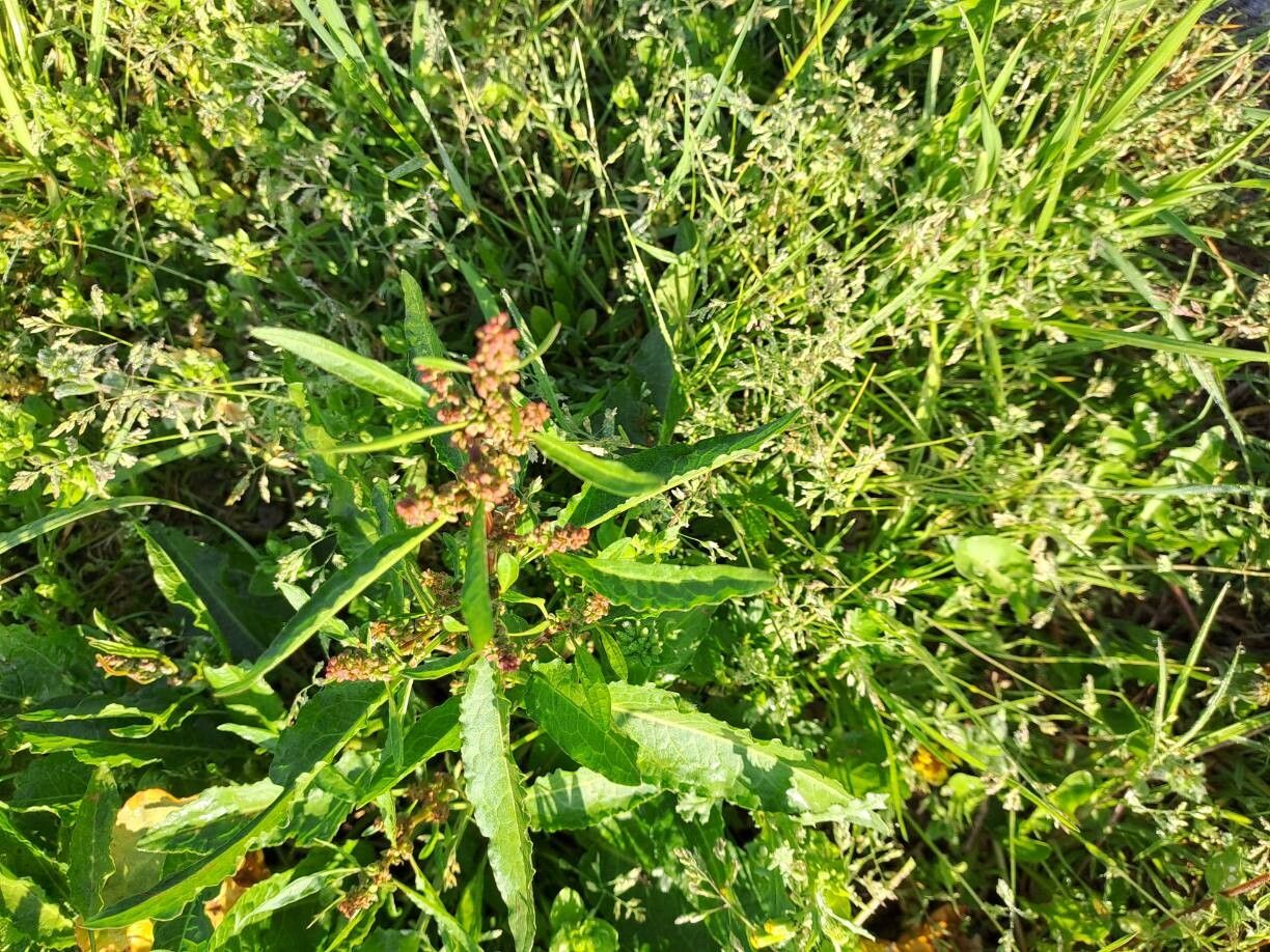 Rumex conglomeratus (Clustered Dock) (alternate view 11)