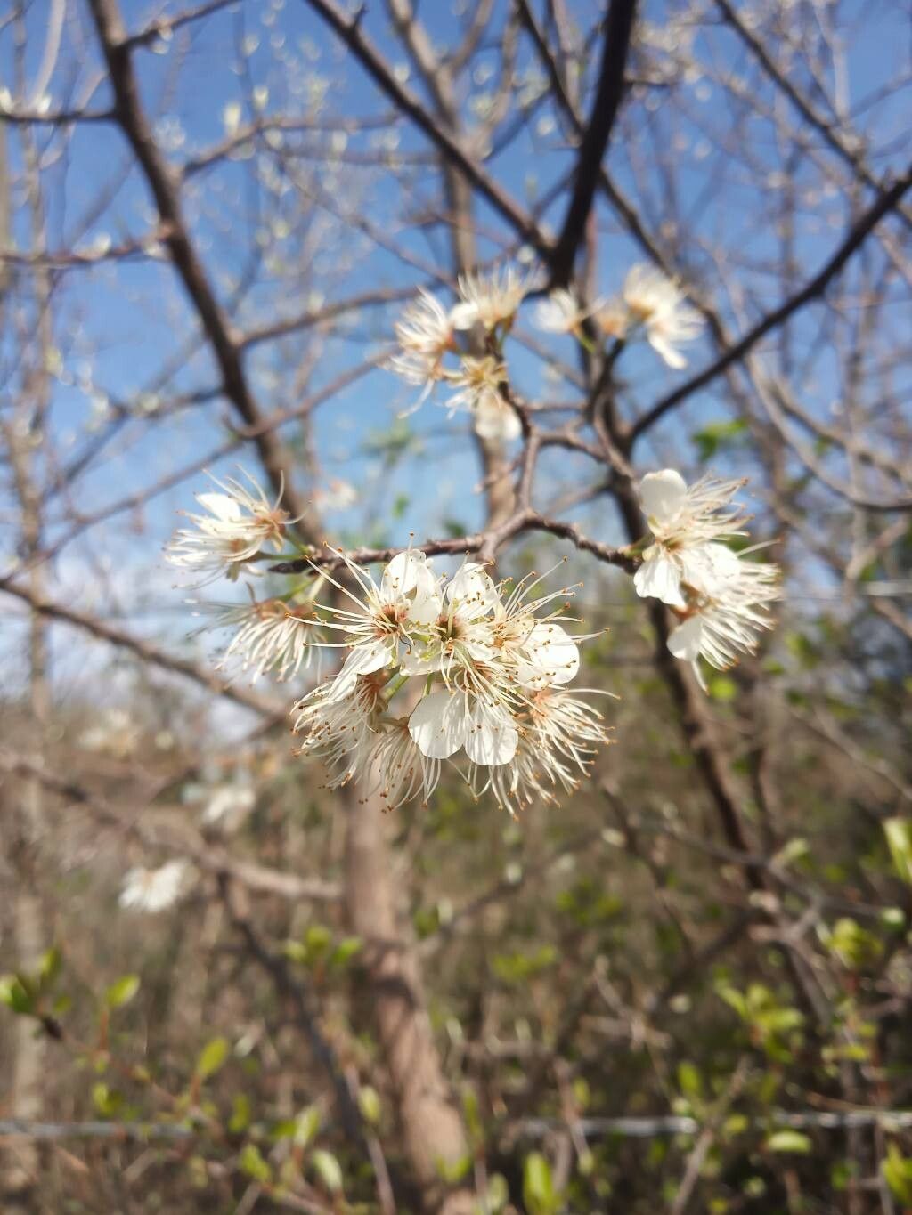 Prunus americana (American plum) (alternate view 11)
