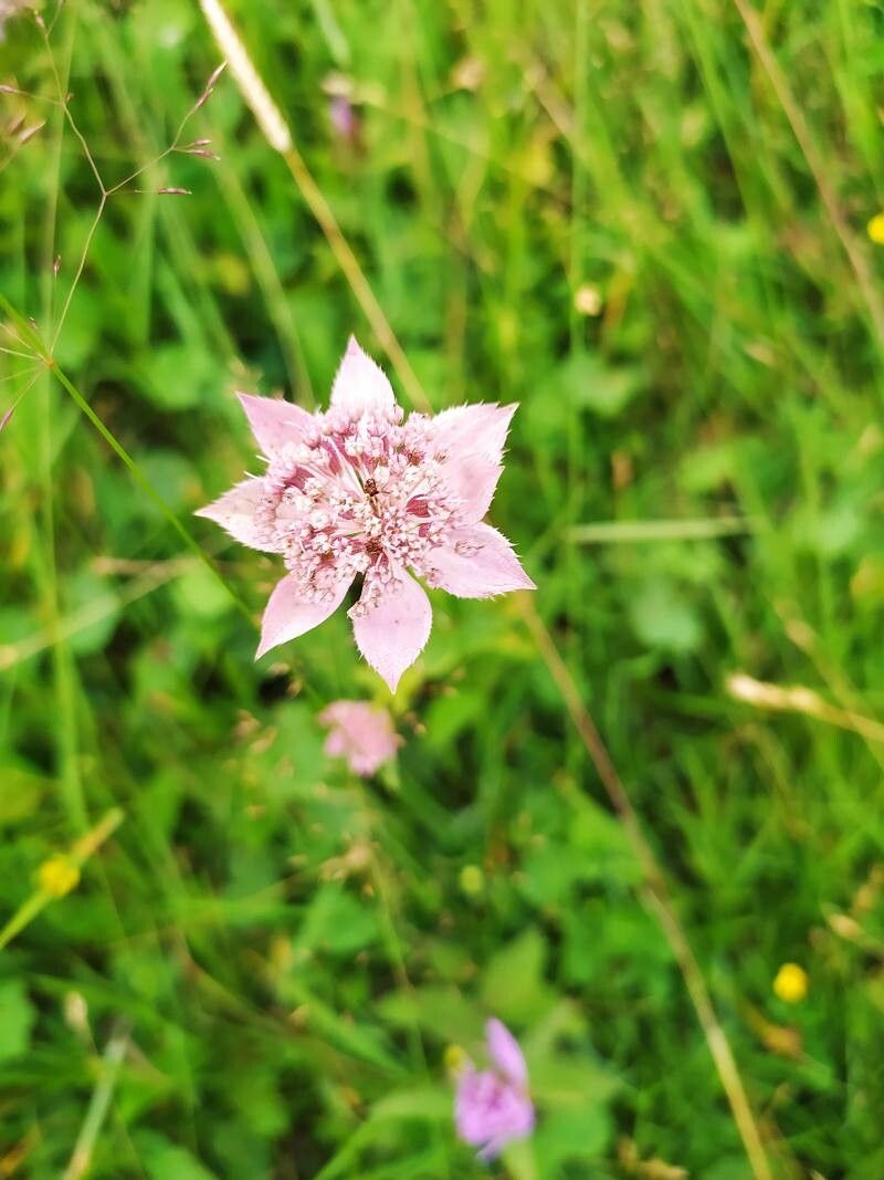 Astrantia maxima (Large Masterwort) (alternate view 13)