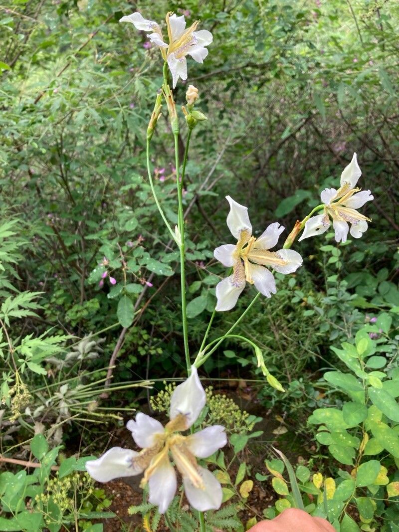 Iris ensata (Japanese iris) (alternate view 3)