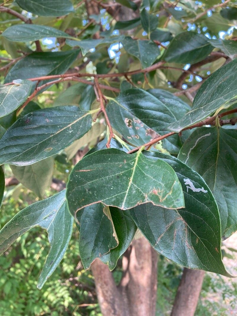 Diospyros kaki (Japanese Persimmon) (alternate view 12)