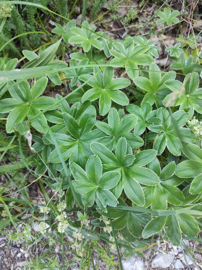 Alchemilla conjuncta (Silver Lady's Mantle) (alternate view 12)