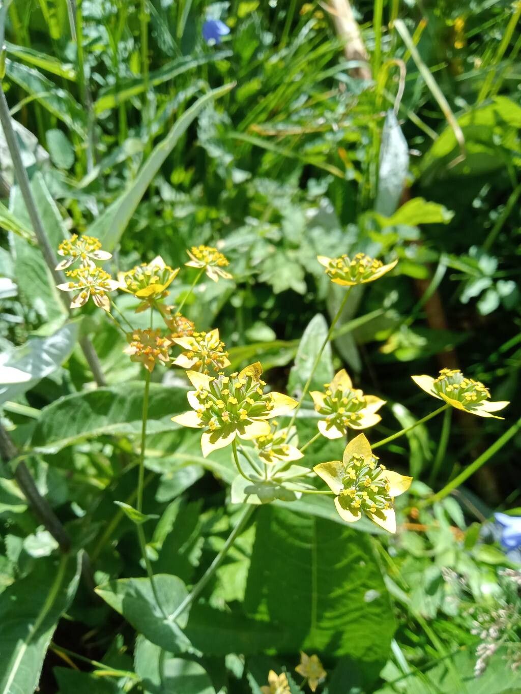 Bupleurum longifolium (Long-leaved Hare's Ear) (alternate view 12)