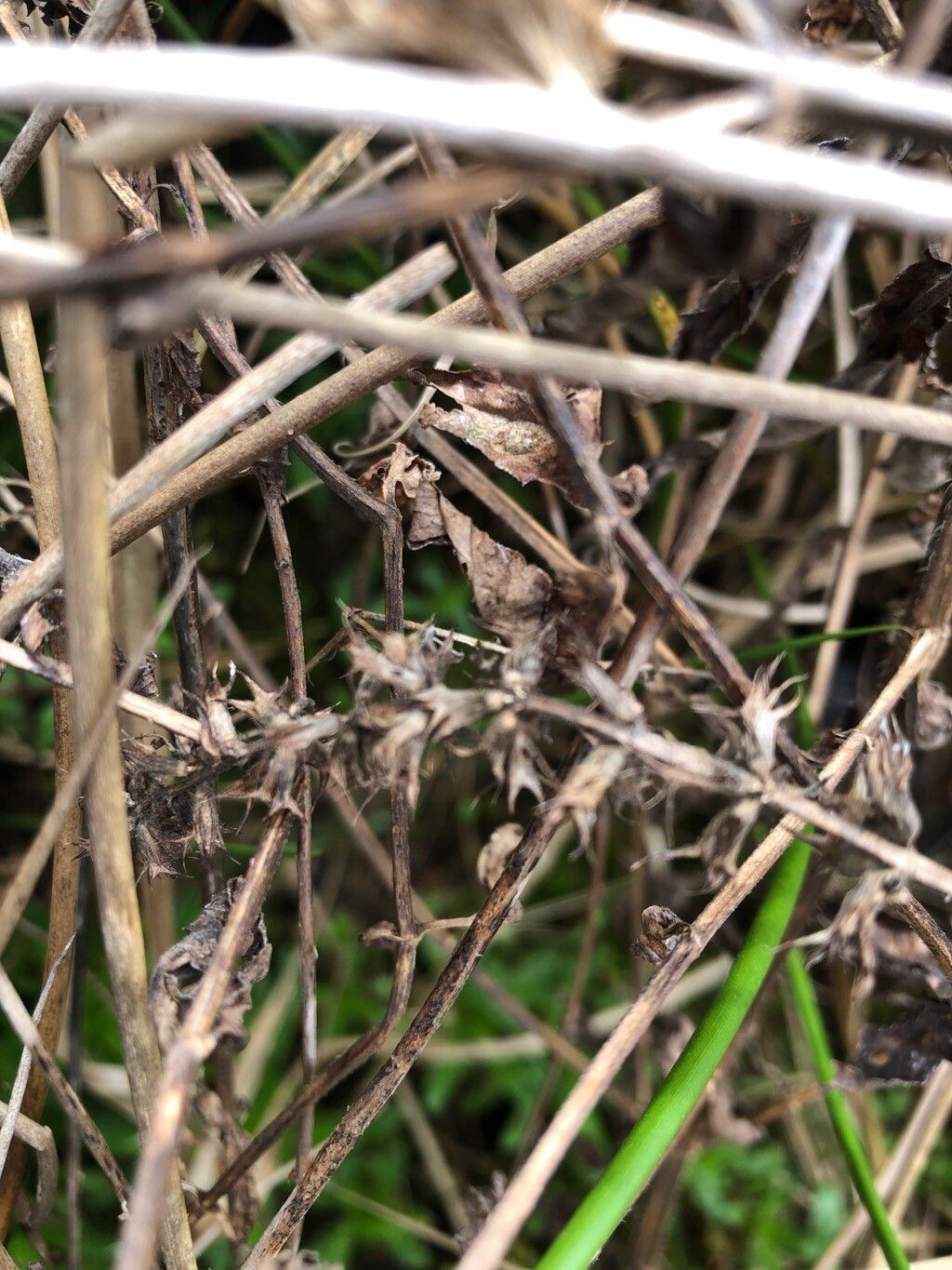 Stachys palustris (Marsh Woundwort) (alternate view 15)