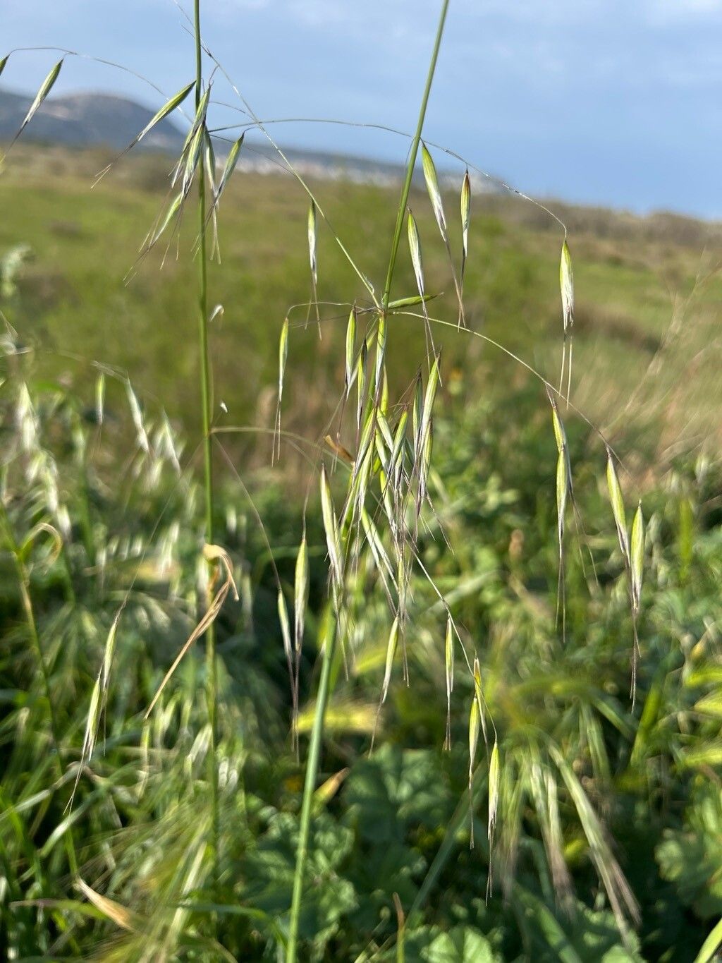Avena barbata (slender wild oat)