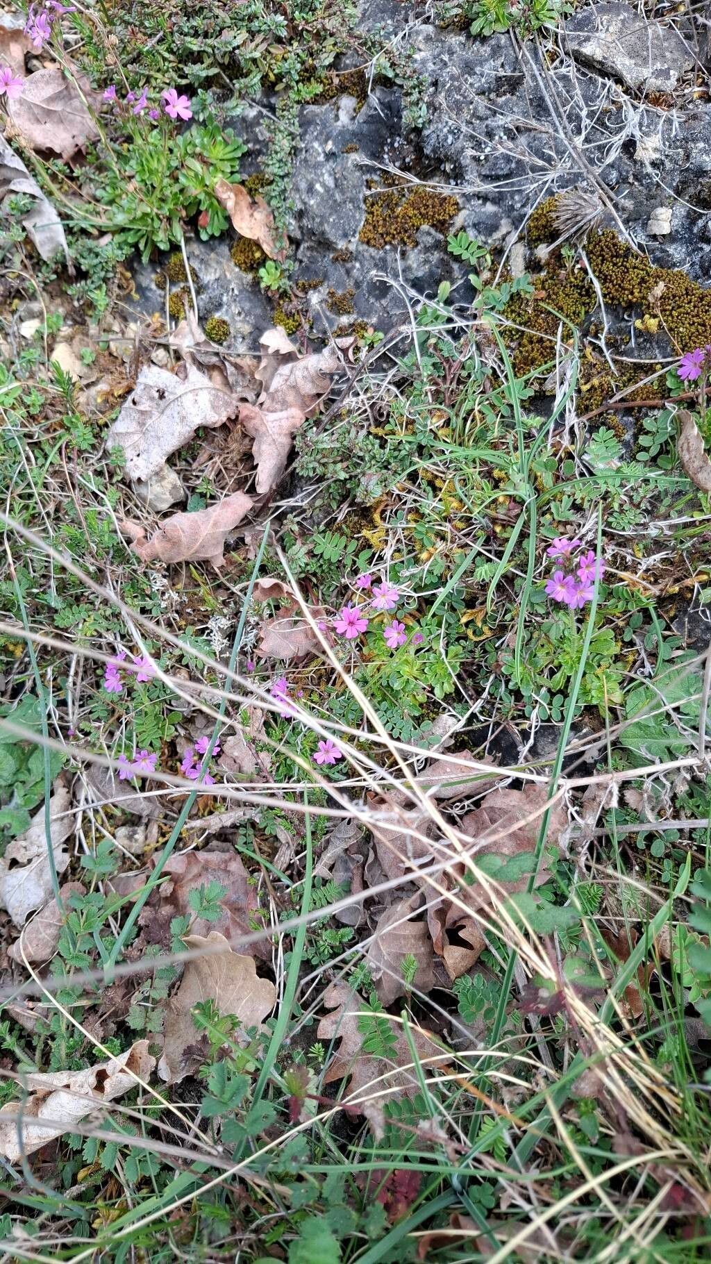 Erinus alpinus (Fairy Foxglove) (alternate view 14)