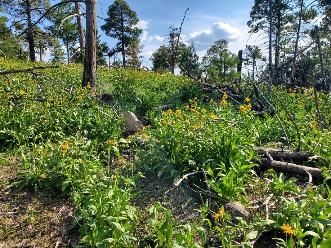 Arnica chamissonis (Meadow Arnica)