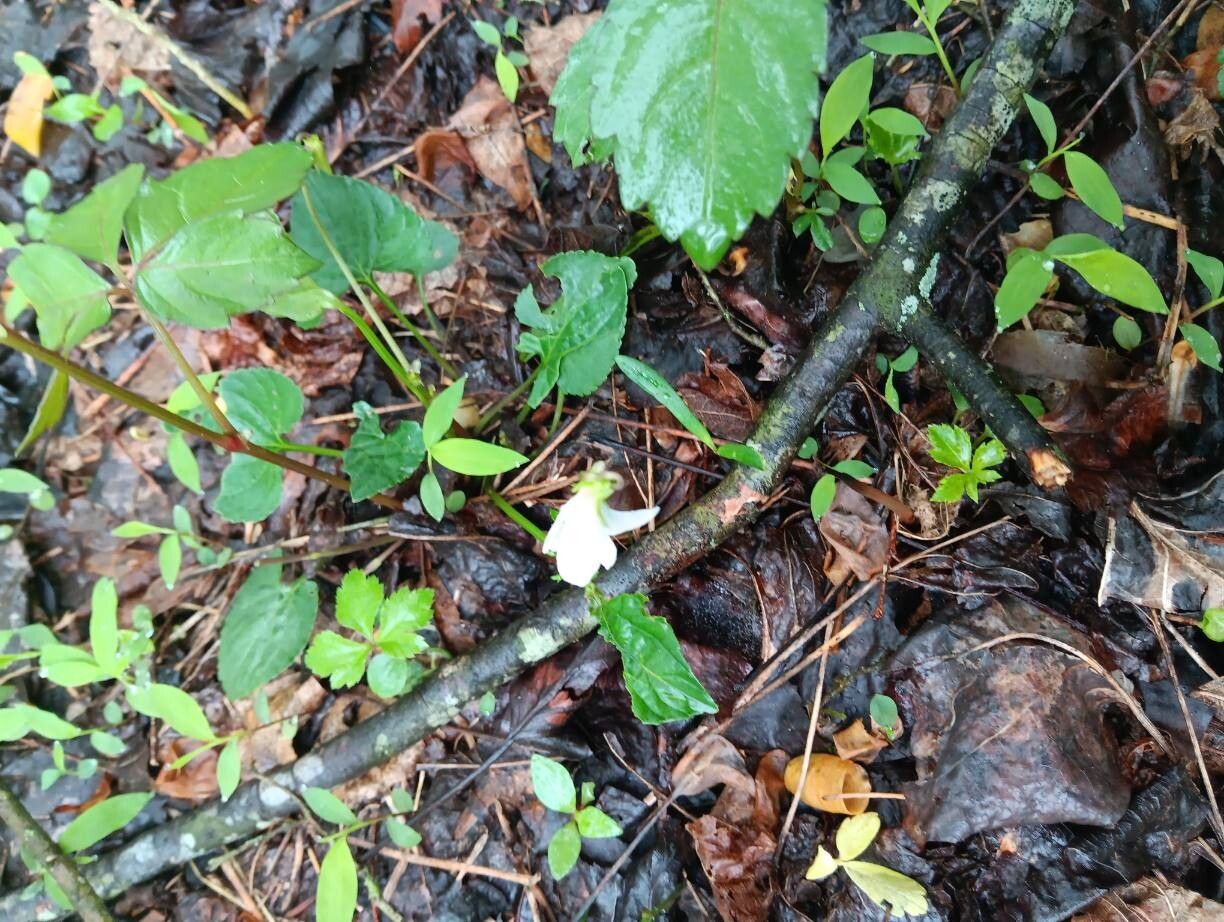 Viola blanda (sweet white violet) (alternate view 13)