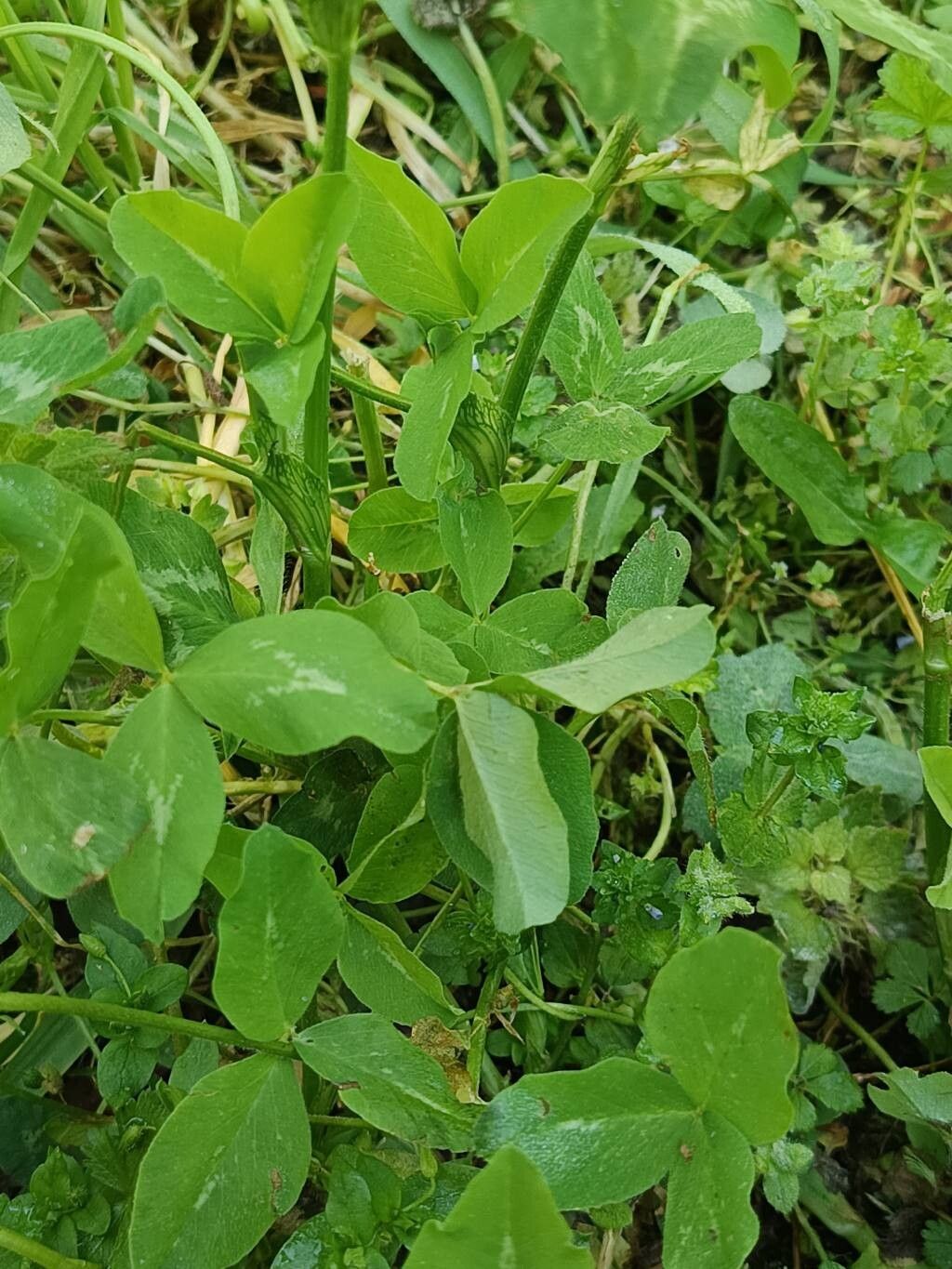 Trifolium hybridum (Alsike clover) (alternate view 11)