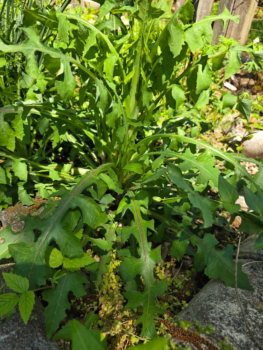 Lactuca canadensis (Canada wild lettuce) (alternate view 11)