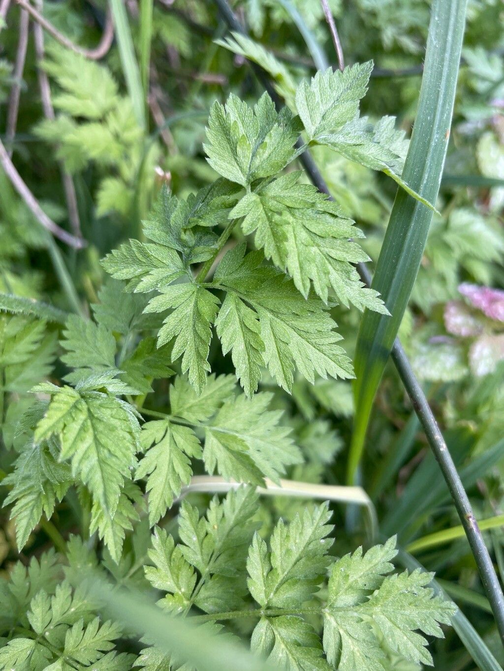 Torilis japonica (upright hedge-parsley) (alternate view 11)