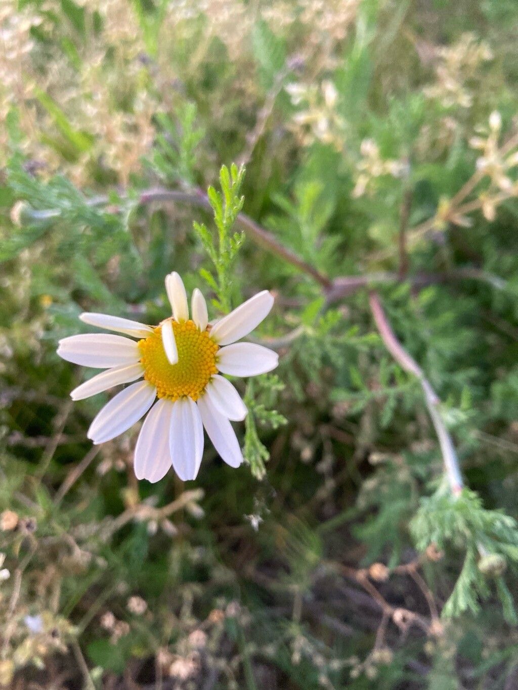 Anthemis cotula (chamomile) (alternate view 12)