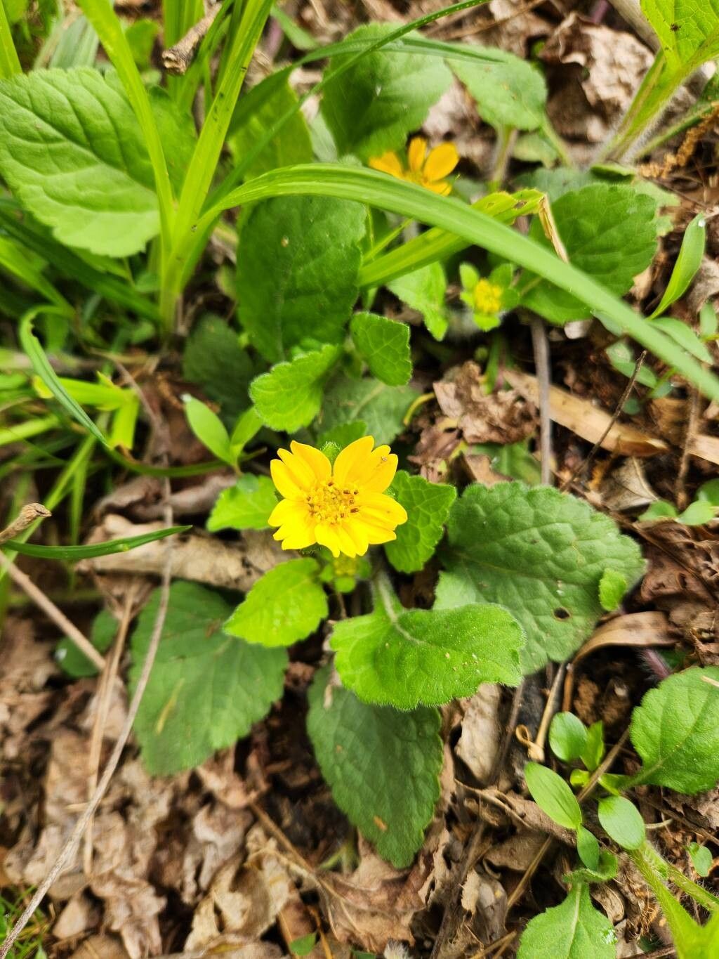 Chrysogonum virginianum (northern green-and-gold)
