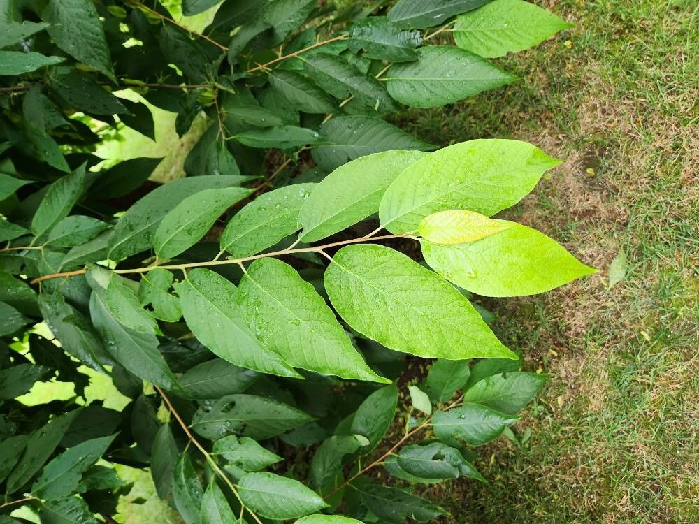 Halesia carolina (Carolina silverbell) (alternate view 14)