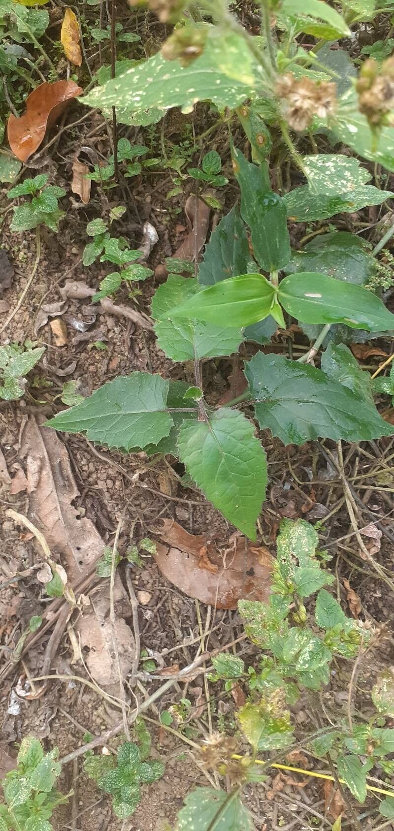 Pseudogynoxys chenopodioides (Mexican Flame Vine) (alternate view 11)
