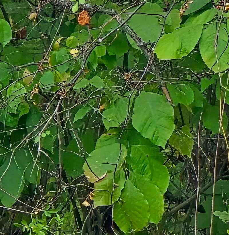 Cladrastis kentukea (American Yellowwood) (alternate view 13)