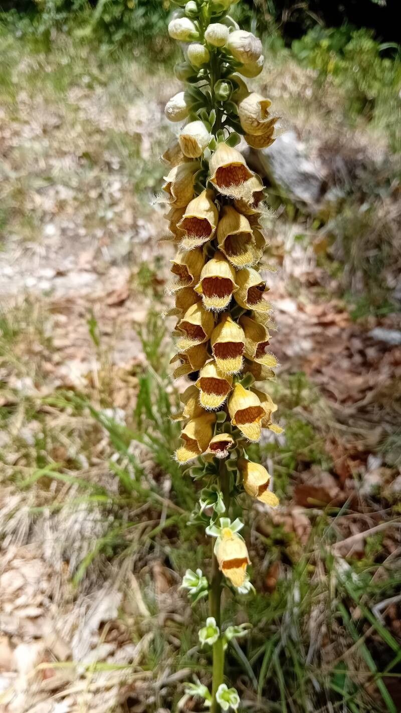 Digitalis ferruginea (Rusty Foxglove) (alternate view 13)