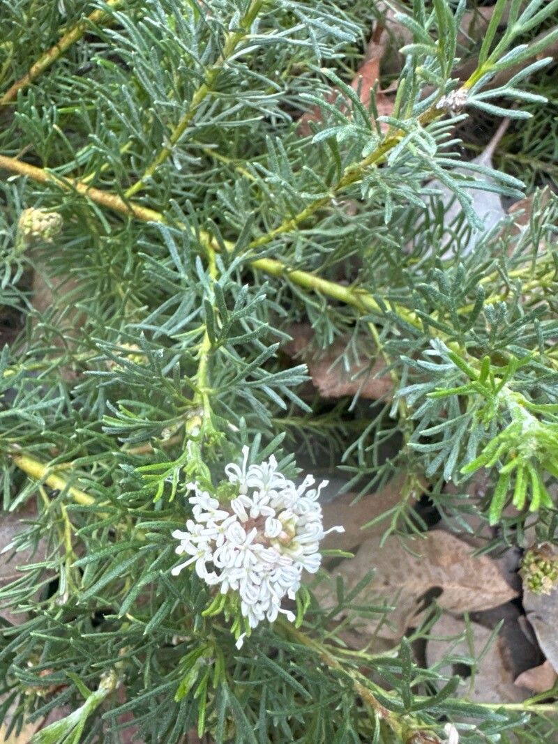 Grevillea crithmifolia (alternate view 3)